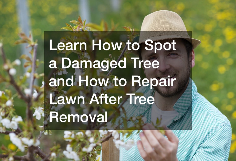 Learn How to Spot a Damaged Tree and How to Repair Lawn After Tree Removal