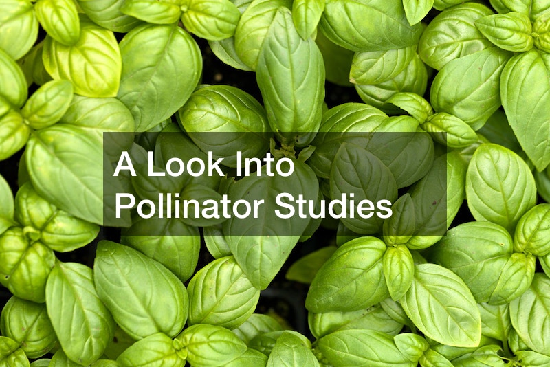 A Look Into Pollinator Studies