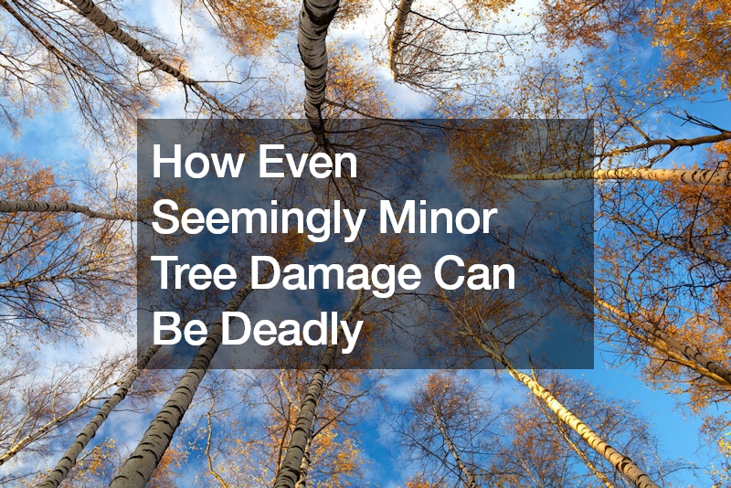 How Even Seemingly Minor Tree Damage Can Be Deadly